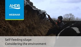 Self-feeding silage: Considering the environment